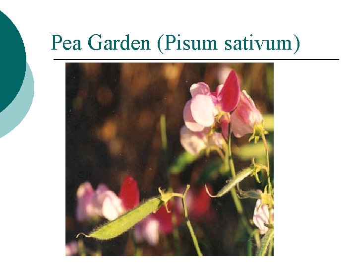 Pea Garden (Pisum sativum) 