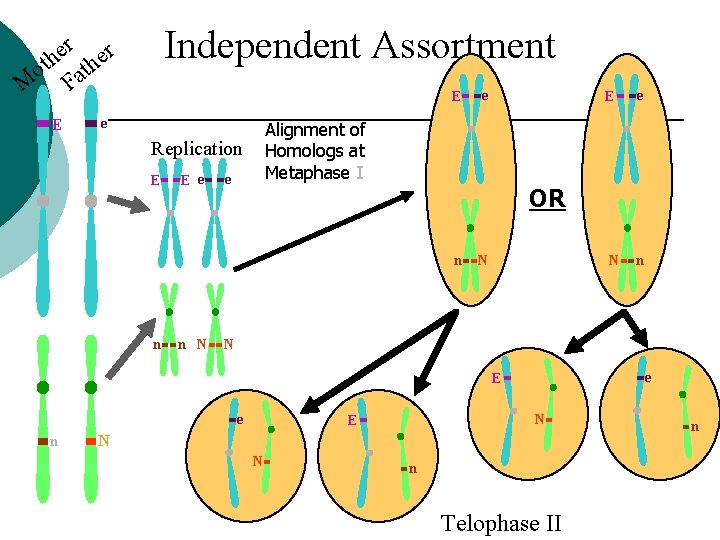 Independent Assortment r r e e h ot ath M F E E e