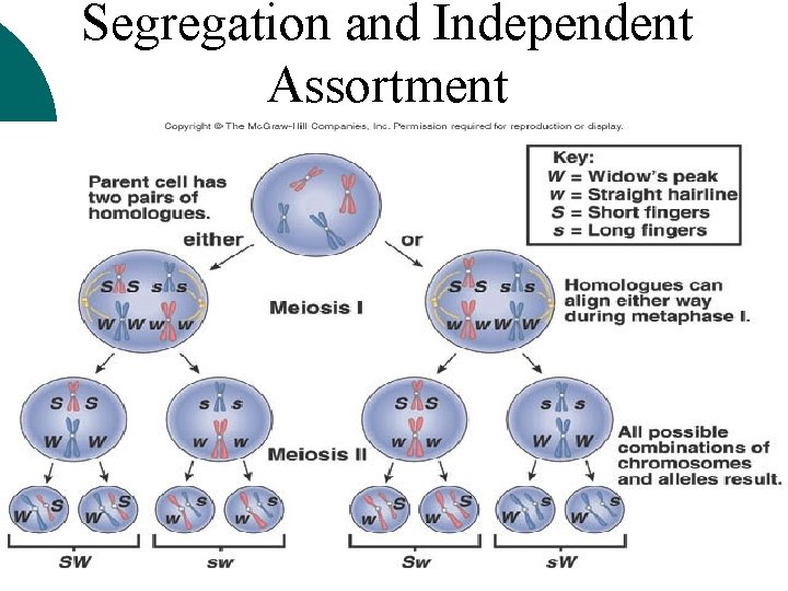 Segregation and Independent Assortment 