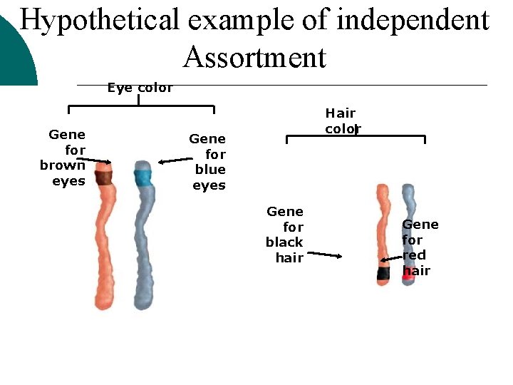 Hypothetical example of independent Assortment Eye color Gene for brown eyes Hair color Gene