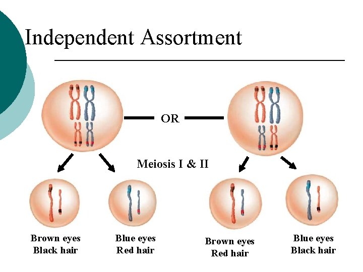 Independent Assortment OR Meiosis I & II Brown eyes Black hair Blue eyes Red