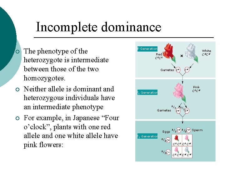 Incomplete dominance ¡ ¡ ¡ The phenotype of the heterozygote is intermediate between those