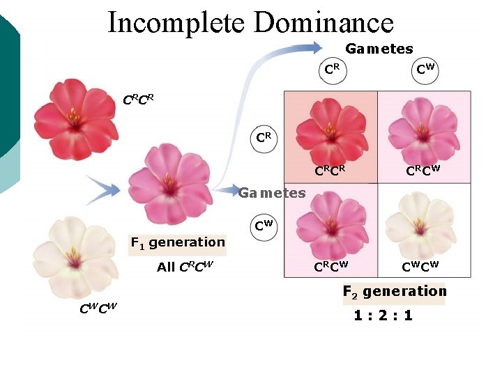 Incomplete Dominance Gametes CR CW CRCR CRCW CWCW CRCR CR Gametes CW F 1