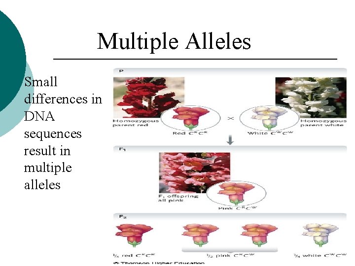 Multiple Alleles Small differences in DNA sequences result in multiple alleles 