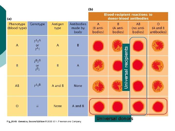 Universal donors Universal recipients 