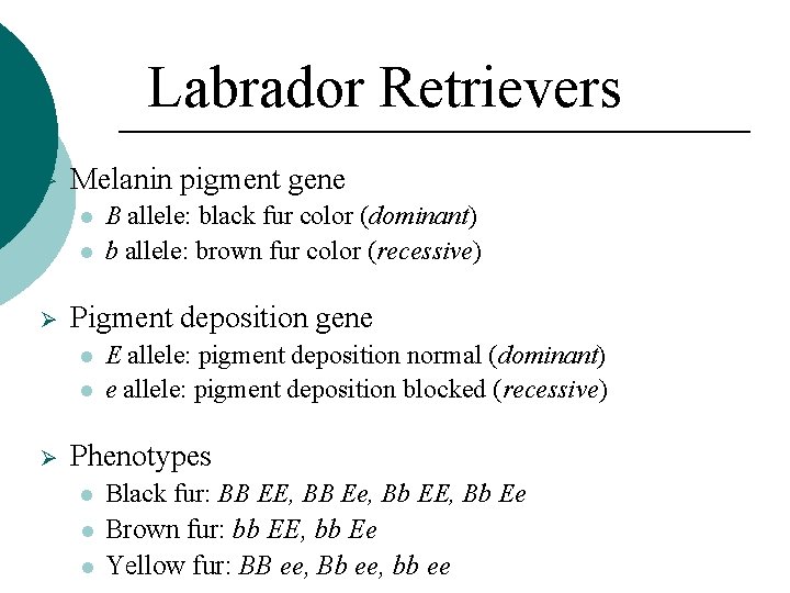 Labrador Retrievers Ø Melanin pigment gene Ø Pigment deposition gene Ø B allele: black