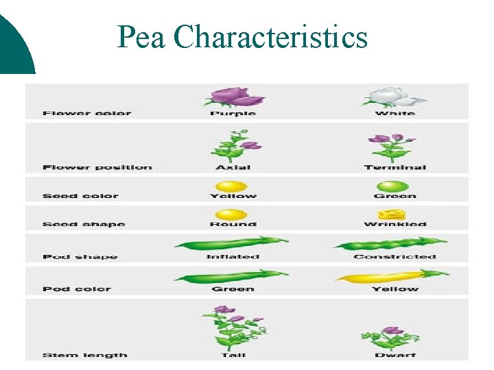 Pea Characteristics 