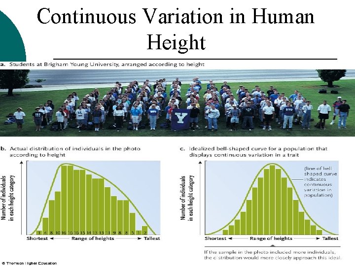 Continuous Variation in Human Height 