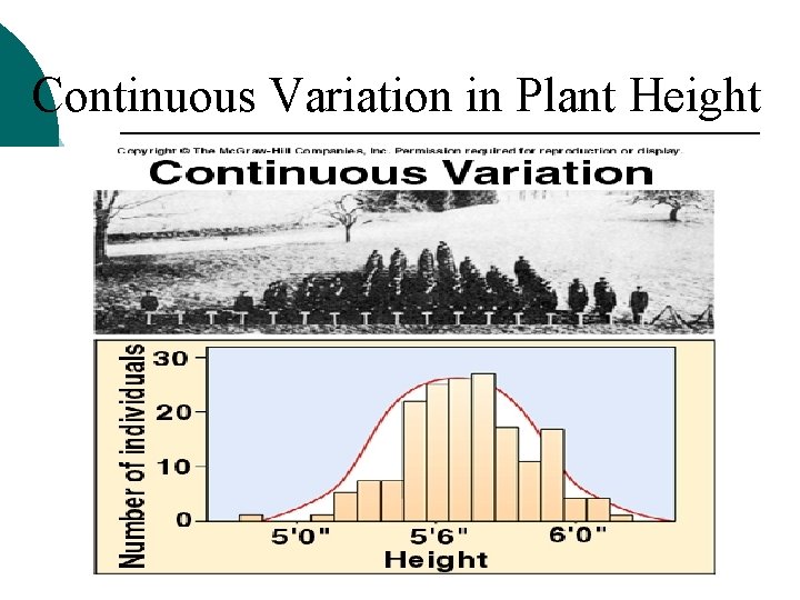 Continuous Variation in Plant Height 