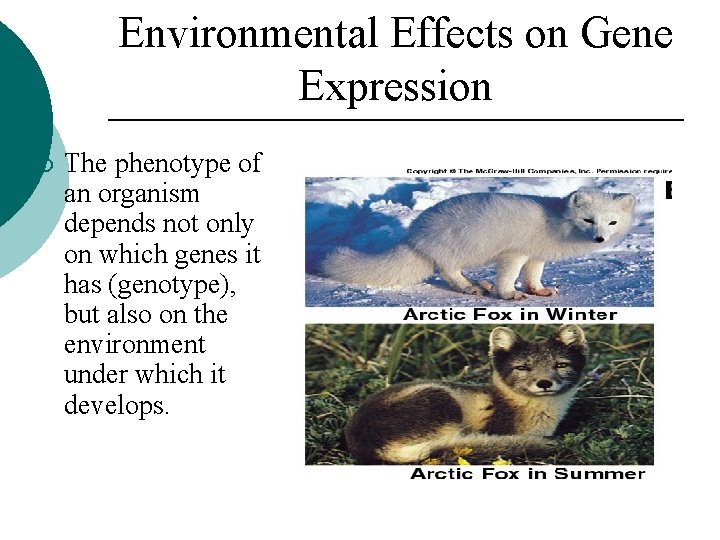 Environmental Effects on Gene Expression ¡ The phenotype of an organism depends not only