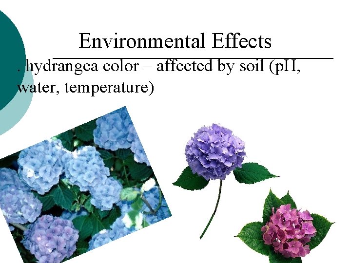 Environmental Effects ¡. hydrangea color – affected by soil (p. H, water, temperature) 
