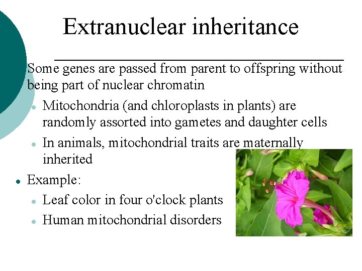 Extranuclear inheritance Some genes are passed from parent to offspring without being part of