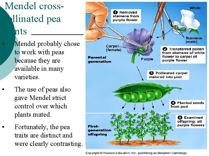 Mendel crosspollinated pea plants • Mendel probably chose to work with peas because they