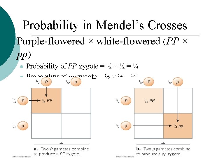 Probability in Mendel’s Crosses Purple-flowered × white-flowered (PP × pp) Probability of PP zygote
