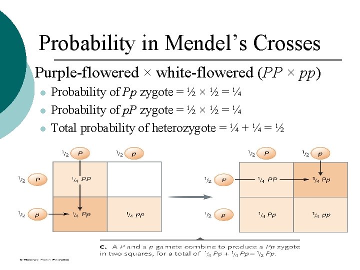 Probability in Mendel’s Crosses Purple-flowered × white-flowered (PP × pp) Probability of Pp zygote