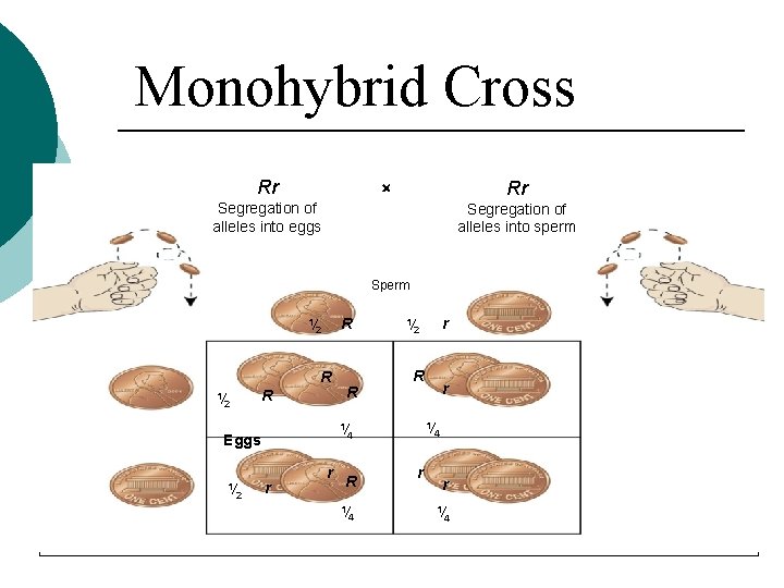 Monohybrid Cross Rr Rr Segregation of alleles into eggs Segregation of alleles into sperm