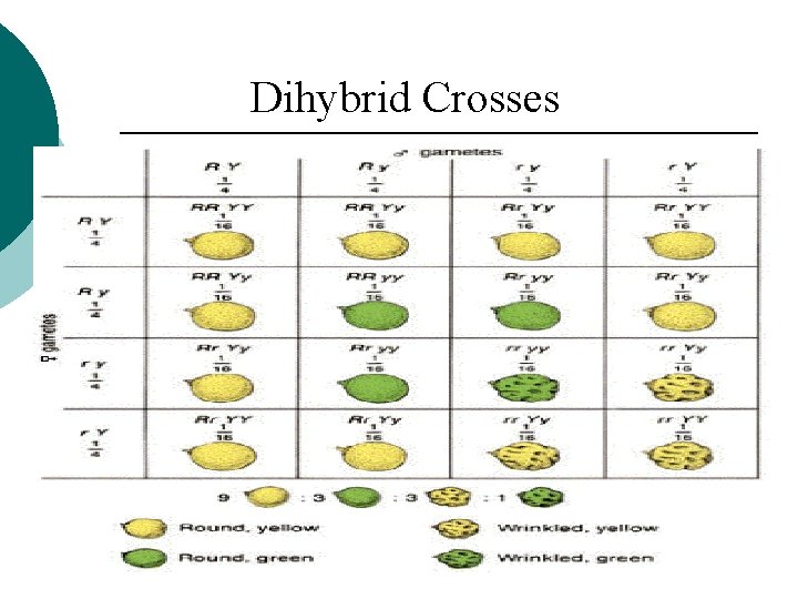 Dihybrid Crosses 
