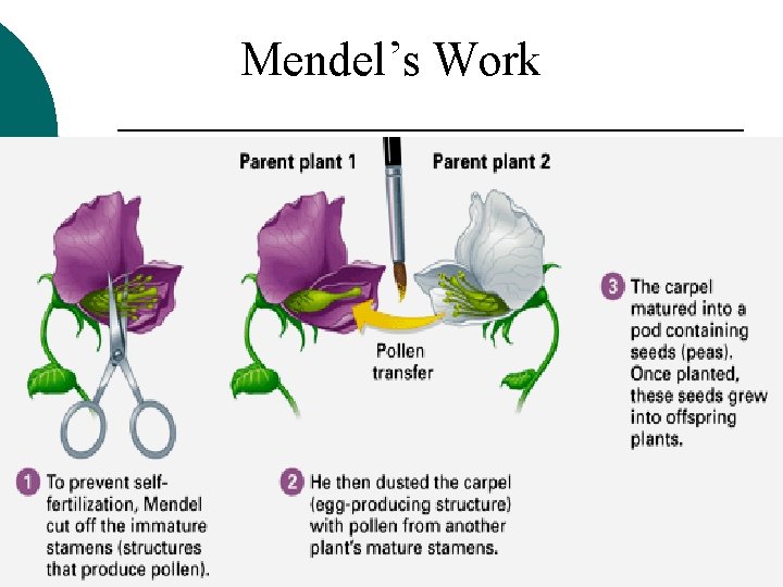 Mendel’s Work 