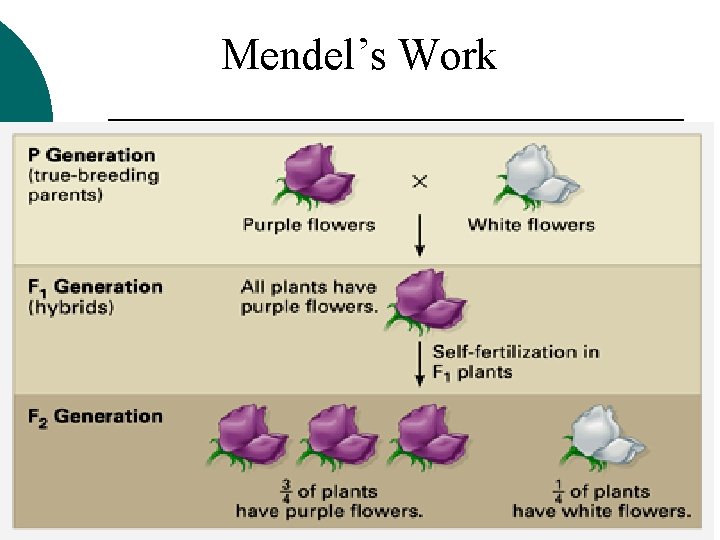 Mendel’s Work 