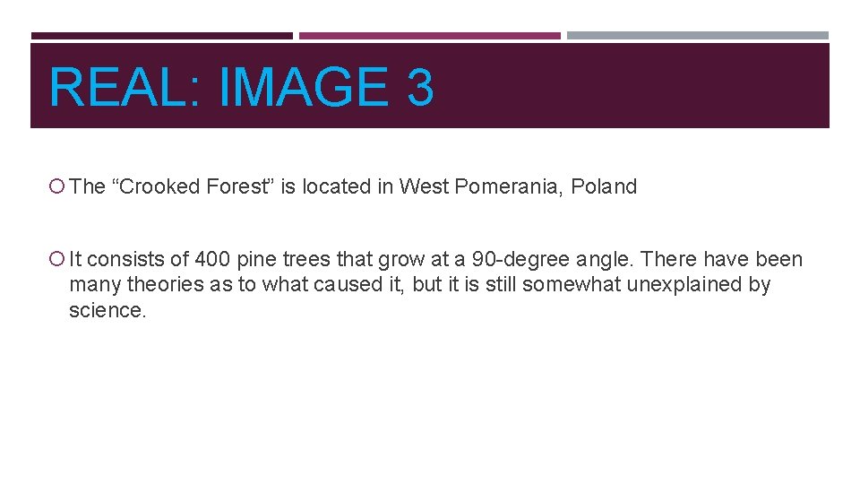 REAL: IMAGE 3 The “Crooked Forest” is located in West Pomerania, Poland It consists