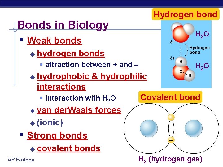Hydrogen bond Bonds in Biology § Weak bonds u H 2 O hydrogen bonds