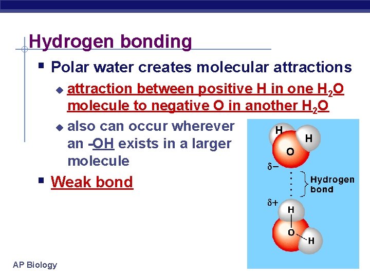Hydrogen bonding § Polar water creates molecular attractions attraction between positive H in one