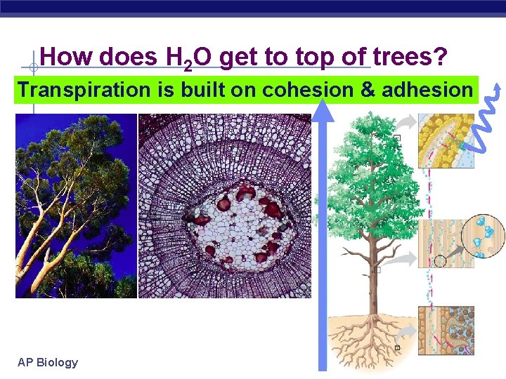 How does H 2 O get to top of trees? Transpiration is built on