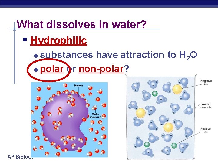 What dissolves in water? § Hydrophilic substances have attraction to H 2 O u