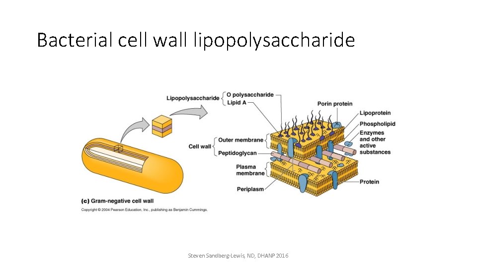 Bacterial cell wall lipopolysaccharide Steven Sandberg-Lewis, ND, DHANP 2016 