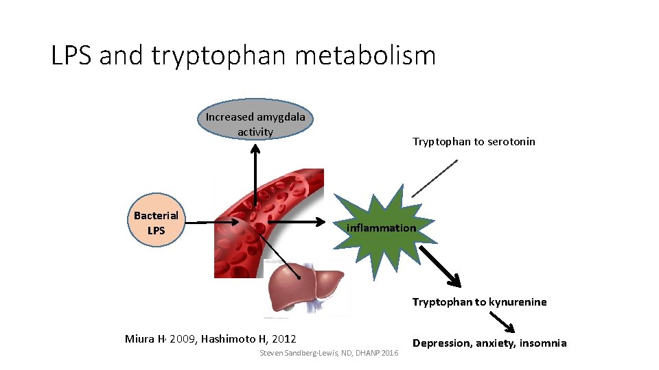 LPS and tryptophan metabolism Increased amygdala activity Bacterial LPS Tryptophan to serotonin inflammation Tryptophan