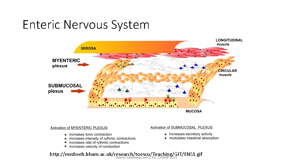 Enteric Nervous System http: //medweb. bham. ac. uk/research/toescu/Teaching/GIT/ENS 1. gif Steven Sandberg-Lewis, ND, DHANP