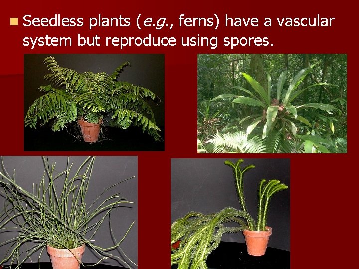 plants (e. g. , ferns) have a vascular system but reproduce using spores. n