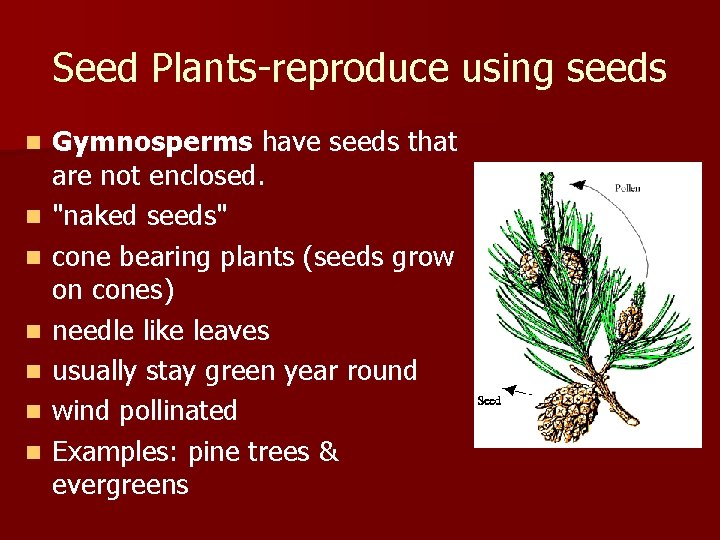 Seed Plants-reproduce using seeds n n n n Gymnosperms have seeds that are not