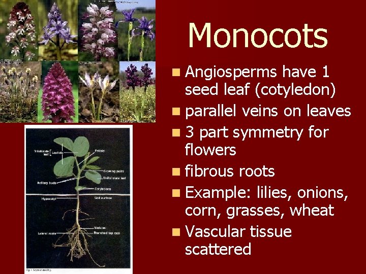 Monocots n Angiosperms have 1 seed leaf (cotyledon) n parallel veins on leaves n