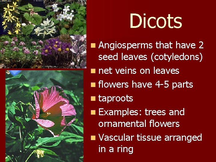 Dicots n Angiosperms that have 2 seed leaves (cotyledons) n net veins on leaves