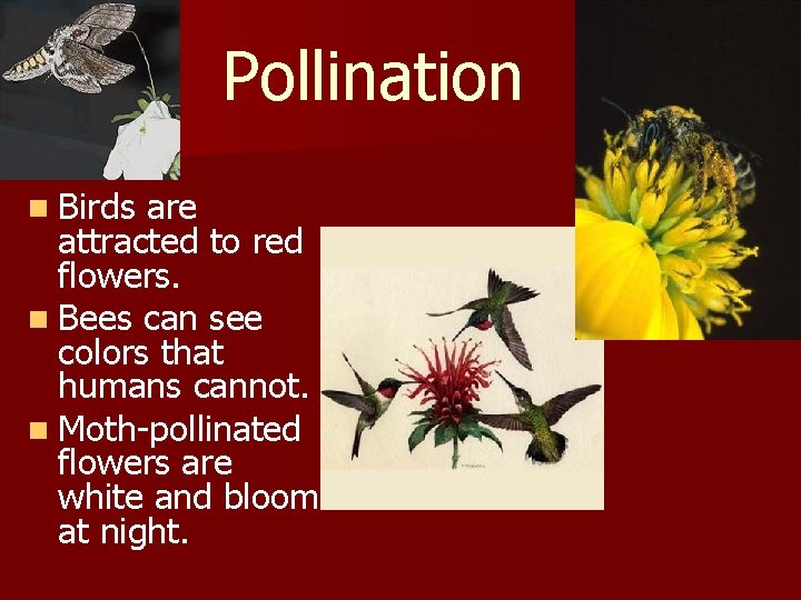 Pollination n Birds are attracted to red flowers. n Bees can see colors that