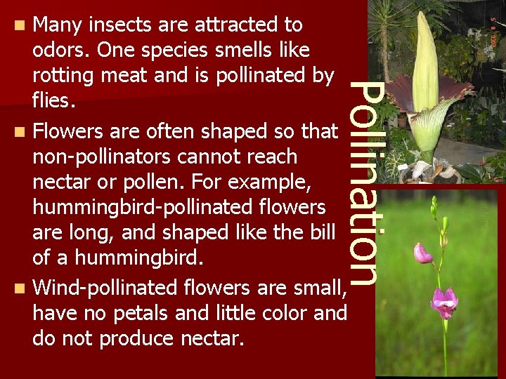 Many insects are attracted to odors. One species smells like rotting meat and is