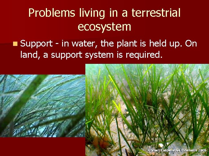 Problems living in a terrestrial ecosystem n Support - in water, the plant is