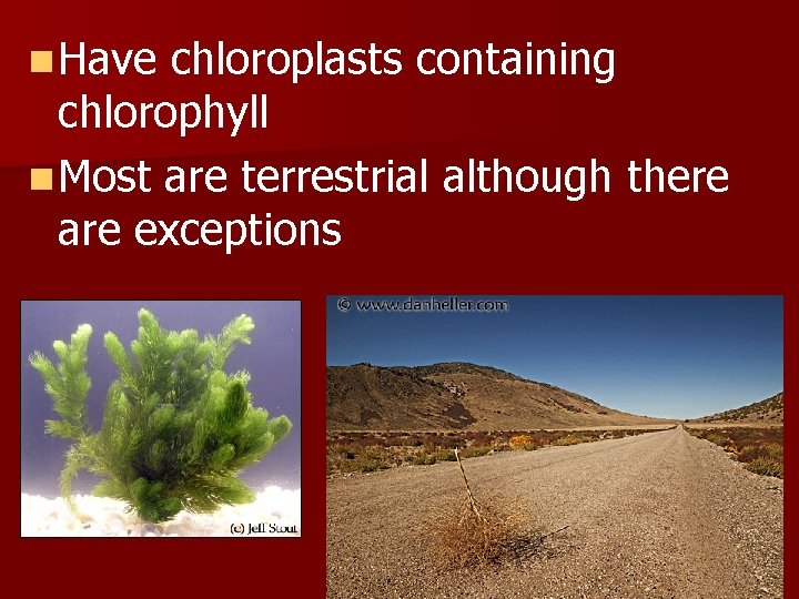 n Have chloroplasts containing chlorophyll n Most are terrestrial although there are exceptions 
