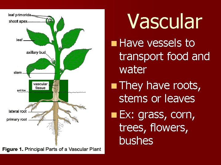Vascular n Have vessels to transport food and water n They have roots, stems