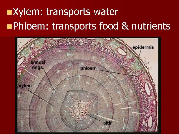 n Xylem: transports water n Phloem: transports food & nutrients 