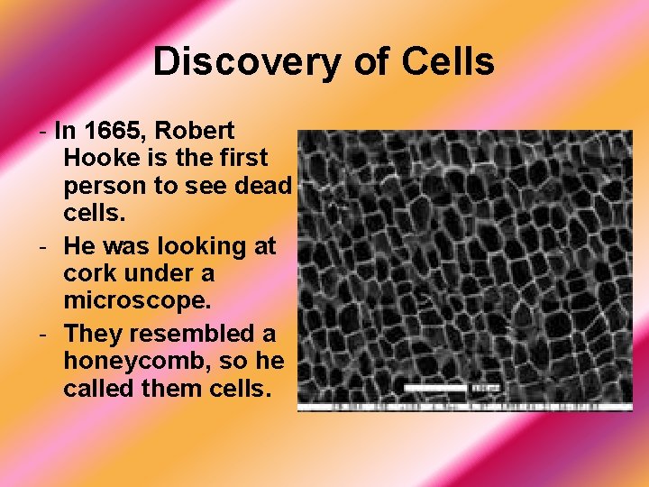 Biology Unit 3 Cell Structures What are cells