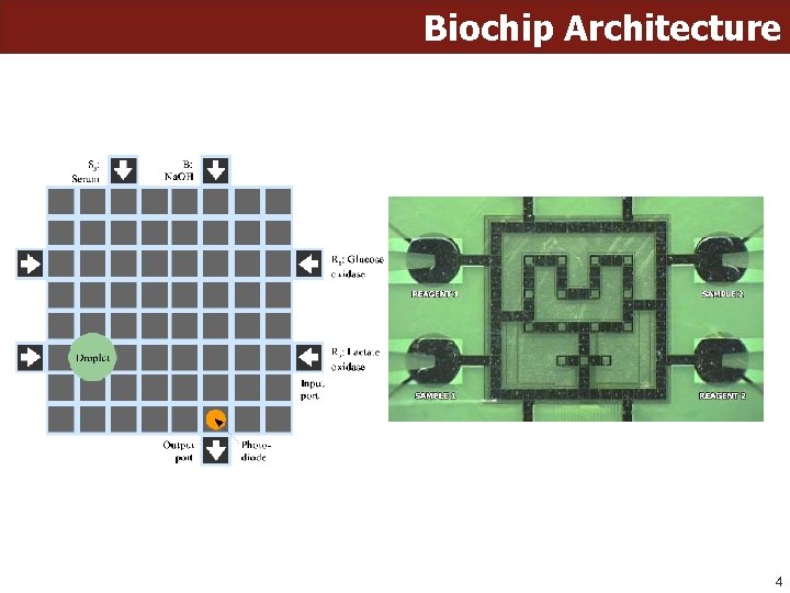 Biochip Architecture 4 