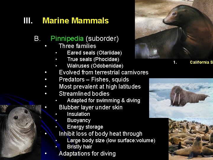 III. Marine Mammals B. Pinnipedia (suborder) • Three families • • Evolved from terrestrial