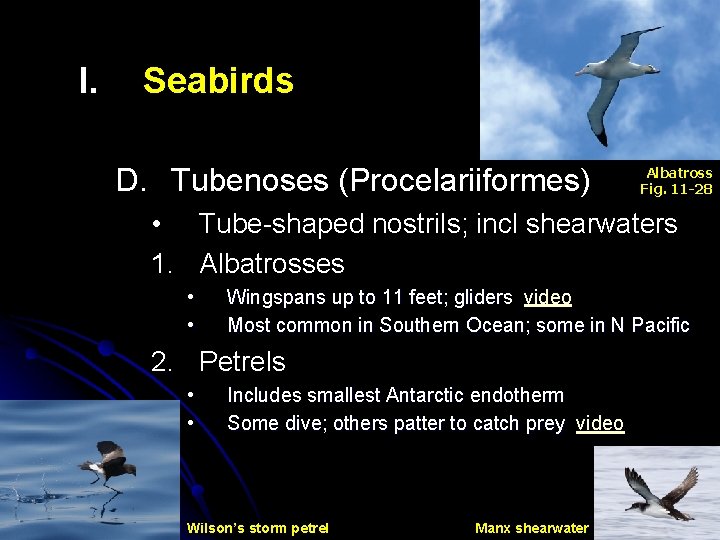 I. Seabirds D. Tubenoses (Procelariiformes) Albatross Fig. 11 -28 • Tube-shaped nostrils; incl shearwaters
