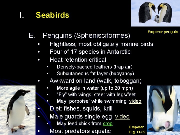I. Seabirds E. Penguins (Sphenisciformes) • • • Flightless; most obligately marine birds Four