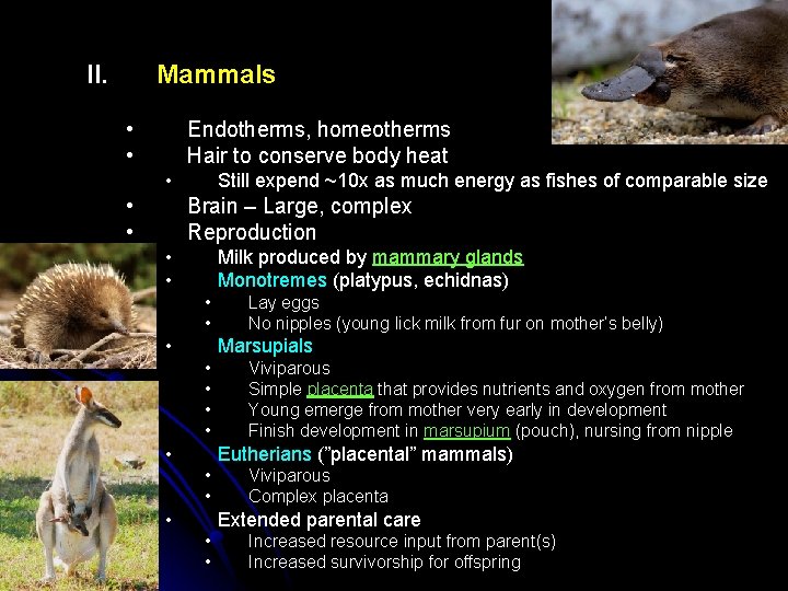 II. Mammals • • Endotherms, homeotherms Hair to conserve body heat • • •