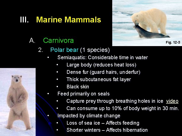 III. Marine Mammals A. Carnivora 2. Fig. 12 -3 Polar bear (1 species) •
