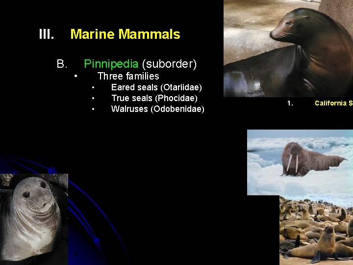 III. Marine Mammals B. Pinnipedia (suborder) • Three families • • Evolved from terrestrial