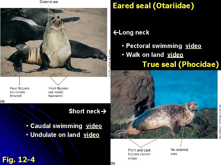 Eared seal (Otariidae) Long neck • Pectoral swimming video • Walk on land video